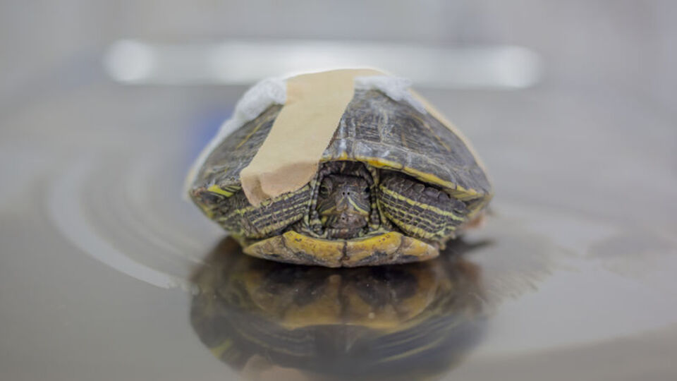 'Tosbik' doğaya dönmek için gün sayıyor