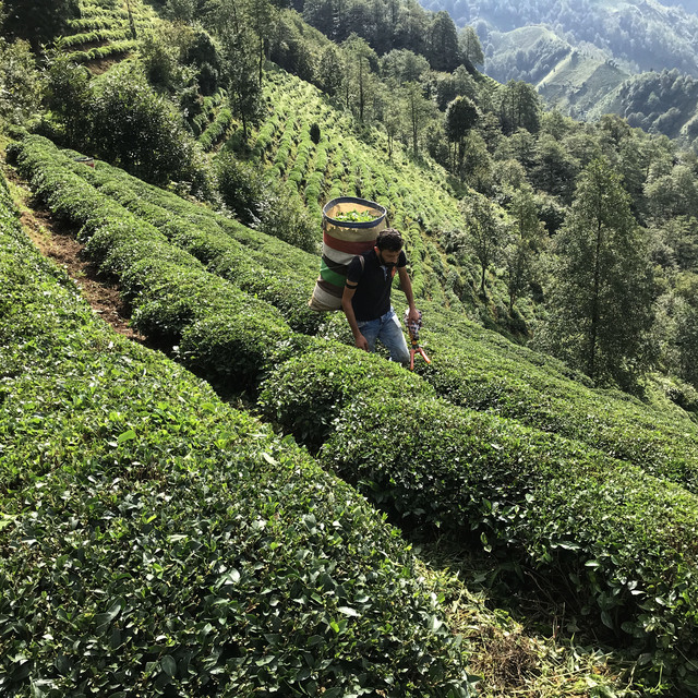 Çay ihracatının yarısı Rize'den