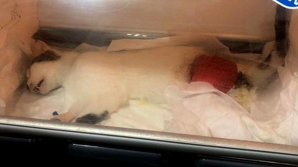 Sahipli kediyi havalı tüfekle vurdular