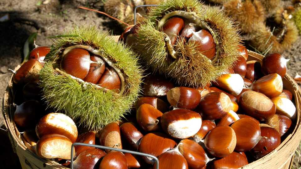 Çiğ Kestanenin Faydaları Nelerdir?