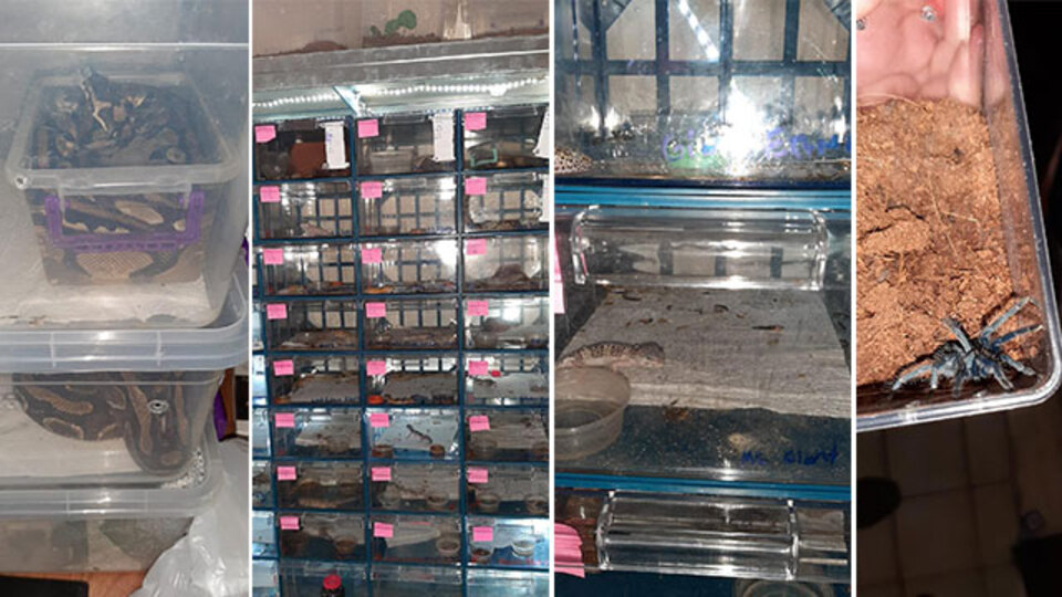 Polisten baskın! Örümcekler, kurbağlar ele geçirildi
