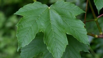 Çınar ağacı yaprağının iyi geldiği hastalıklar