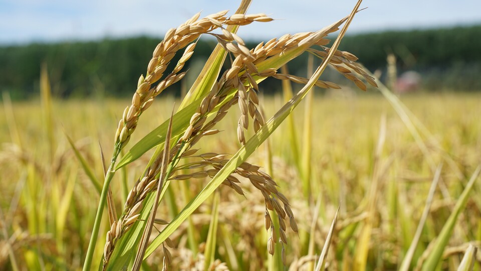 Pirinçte gümrük vergisi düşürüldü