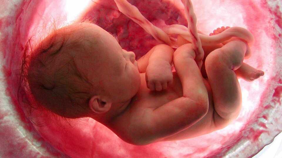 Bebek plasentasında ilk kez mikroplastik parçacıkları tespit edildi