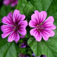 Ebegümecinin mucizevi etkileri