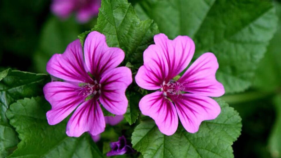 Ebegümecinin mucizevi etkileri