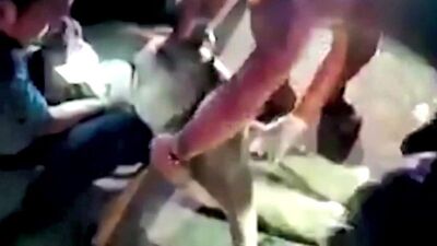 Motosikletin çarptığı yavru file kalp masajı