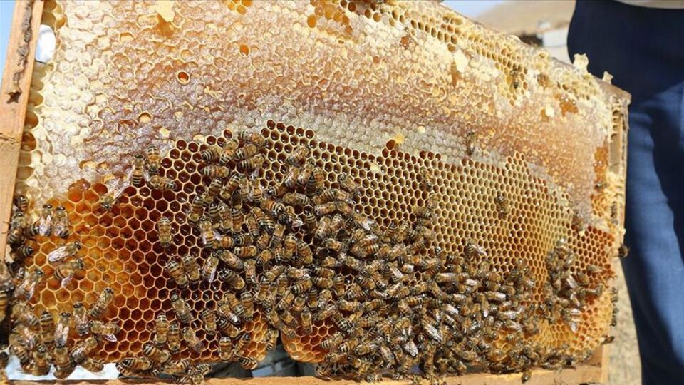 Bal üretimi 110 bin tona yükseldi