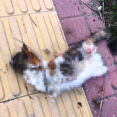 Bir hafta arayla ikinci vahşet!