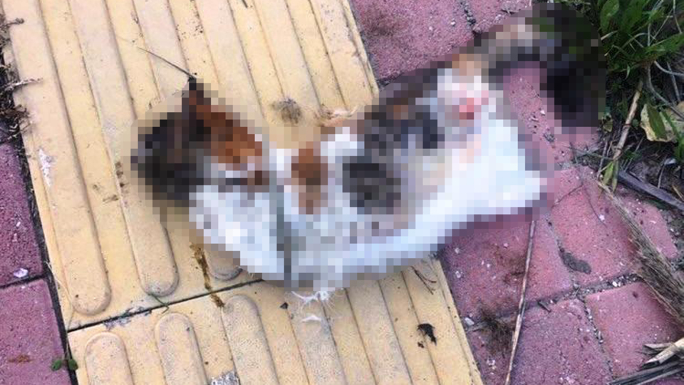 Bir hafta arayla ikinci vahşet!