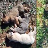 Yavrularıyla birlikte katlettiler!