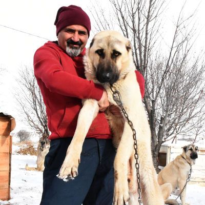 Eksi 40 derecede durabiliyor... Kurtlara korku salıyor