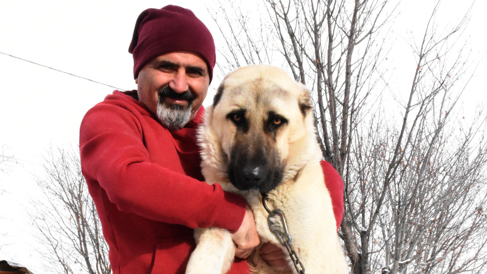 Eksi 40 derecede durabiliyor... Kurtlara korku salıyor