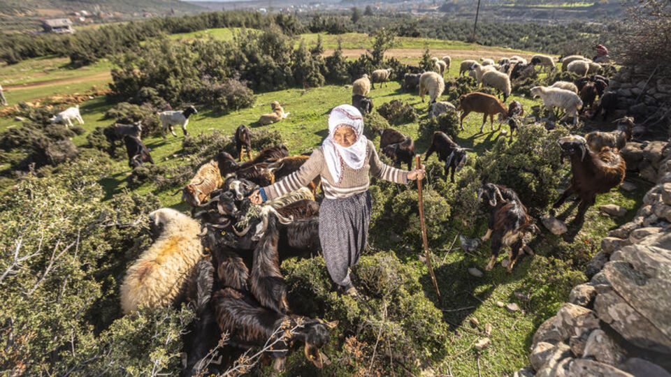 Amanos Dağları eteklerinde yarım asırdır çobanlık yapıyor