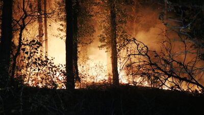 Sakarya'da ormanlık alanda korkutan yangın