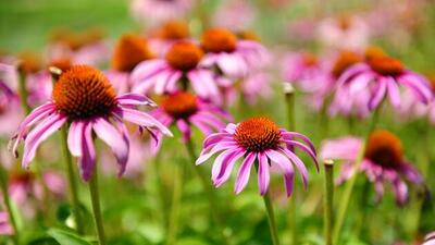 Şifa deposu ekinezya mucizesi