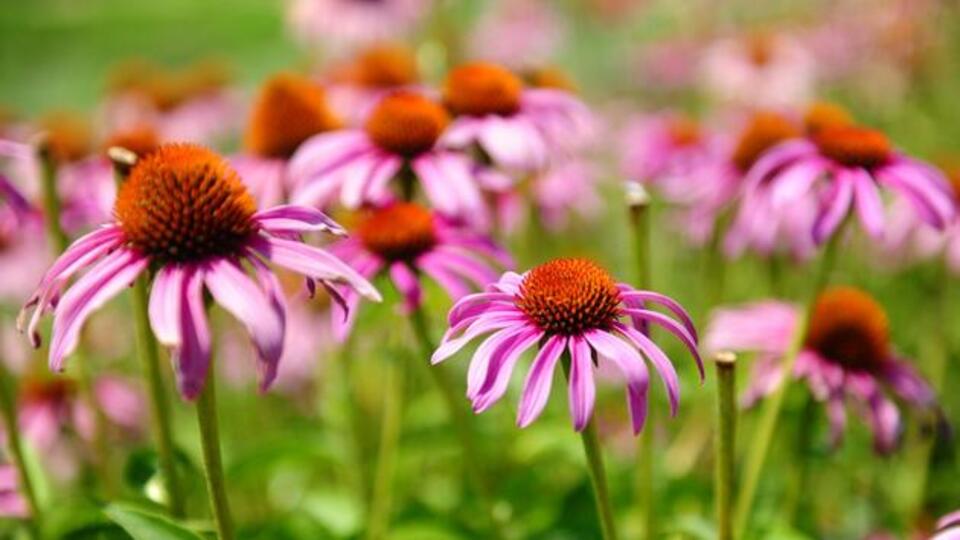 Şifa deposu ekinezya mucizesi