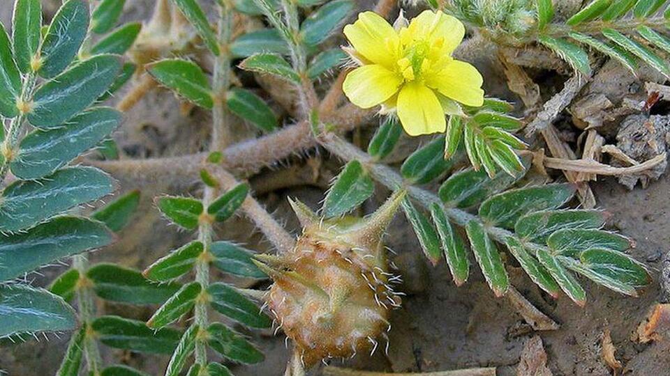 Çoban çökerten bitkisinin şaşırtan yararları