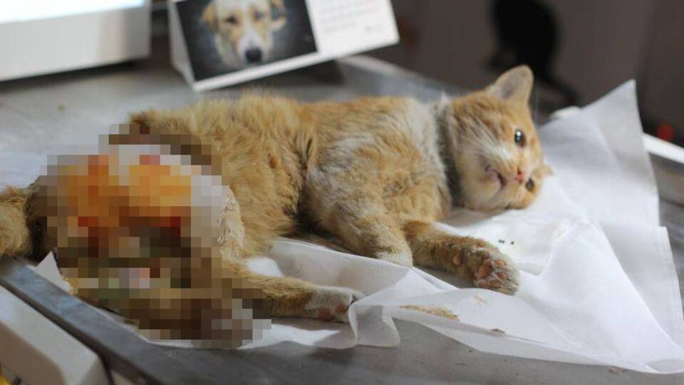 Sokak kedisi tüfekle vuruldu