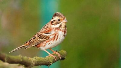 Türkiye'de sadece 8 kez görülmüştü...