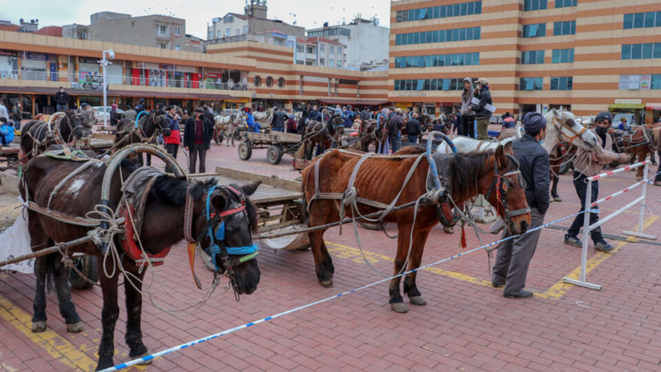 O ilçede atlara özgürlük! Yük taşımayacaklar