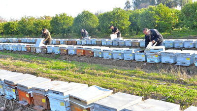Bahar aylarında arı ölümleri artacak; uzmanından 'stok' uyarısı