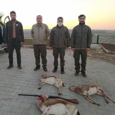 Koruma sahasında 3 ceylanı vurdular! Cezası: 55 bin TL! Değdi mi!