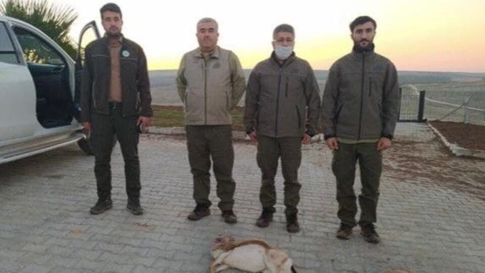 Koruma sahasında 3 ceylanı vurdular! Cezası: 55 bin TL! Değdi mi!