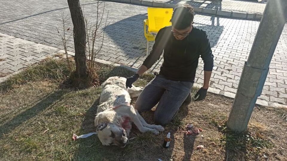 Gönüllere dokundu! Sokakta ameliyat