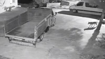 Aç kalan kurtlar mahalleye indi!