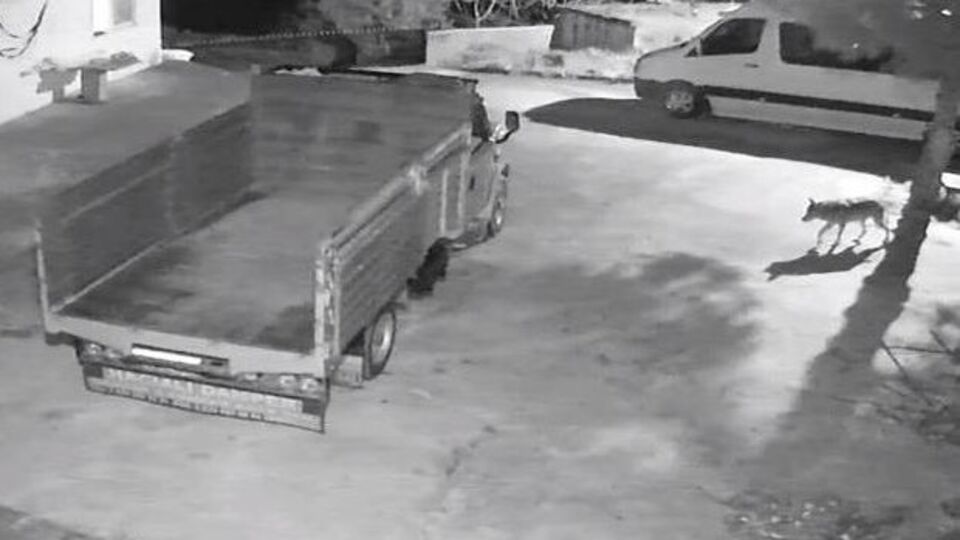 Aç kalan kurtlar mahalleye indi!