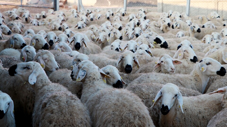 Küçükbaşta hedef 70 milyon