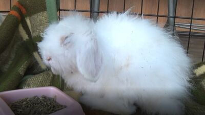 Stresten tüylerini yoluyor! 'Misket' sahibini bekliyor