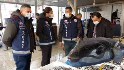 Kaya balığı zannedilen balon balığı can aldı!