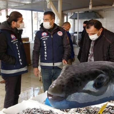 Kaya balığı zannedilen balon balığı can aldı!