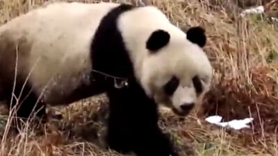 Çin'in kuzeybatısında vahşi pandalar görüntülendi