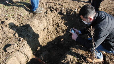 Ağaç dikmek için kazı yaparken buldu