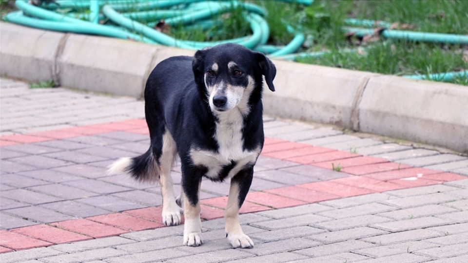 İzmir'in Haçiko'su 3 yıldır ölen sahibini bekliyor