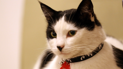 Sokak kedisi Yaman belediyenin maskotu oldu