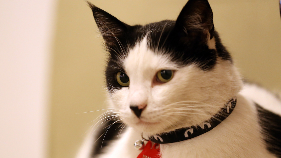 Sokak kedisi Yaman belediyenin maskotu oldu