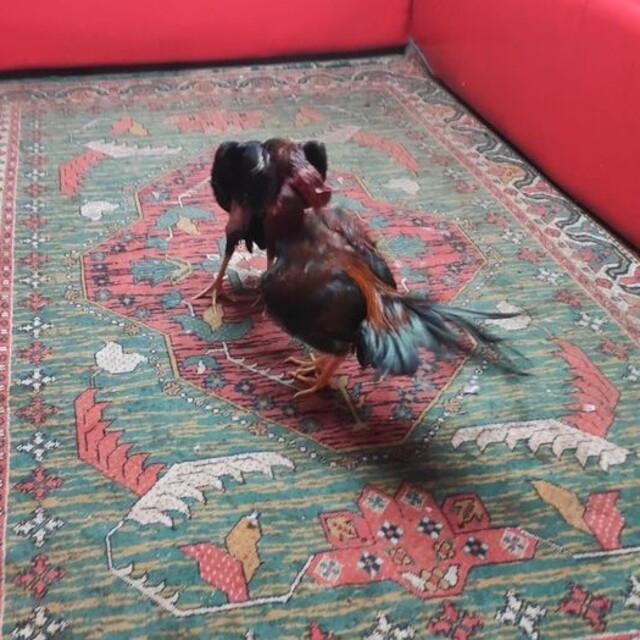 Horoz dövüşüne 149 bin lira ceza!