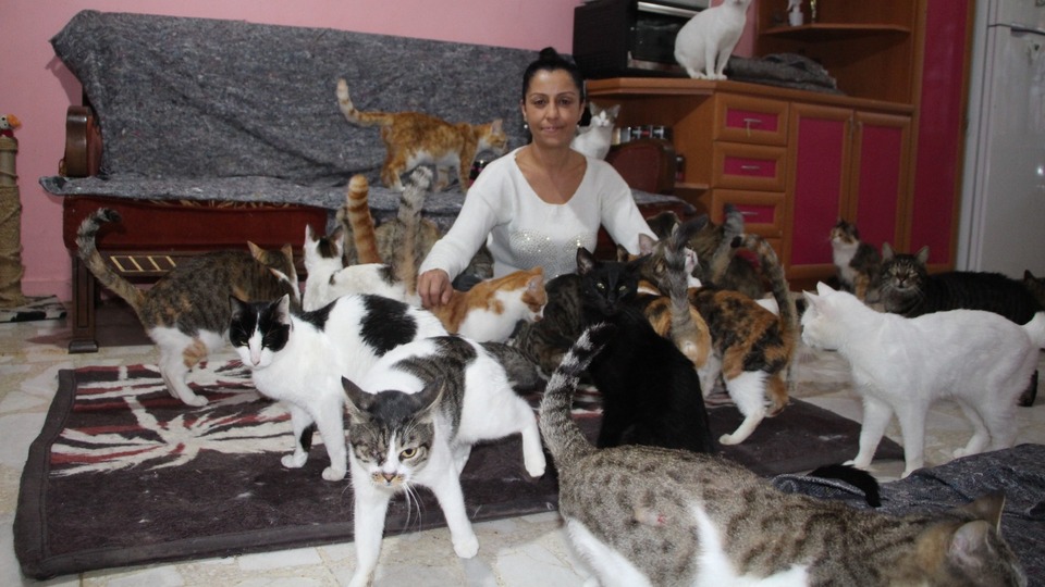 20 yıldır 'Kedi çobanı'