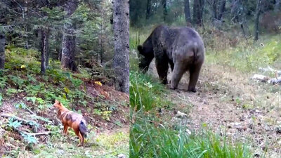 Bolu'daki yaban hayatı fotokapanlara yansıdı