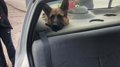 Köpeğin başı hoparlör boşluğuna sıkıştı