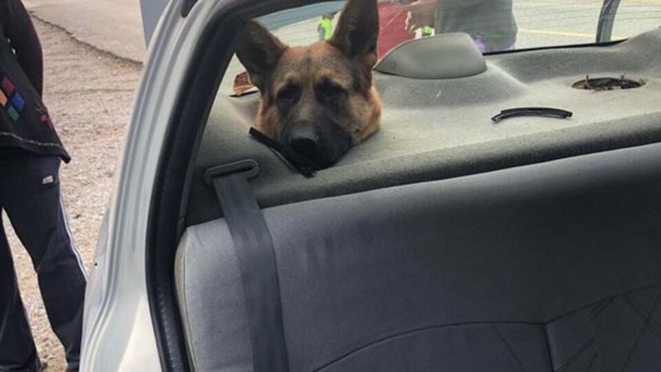 Köpeğin başı hoparlör boşluğuna sıkıştı