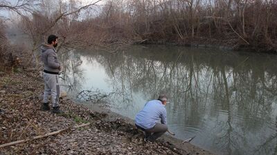 Çok sayıda balık karaya vurdu!