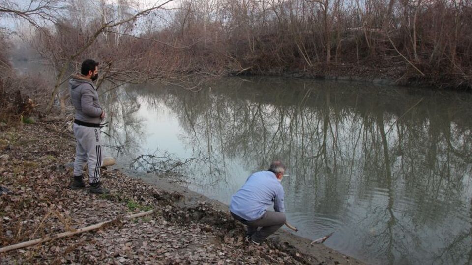 Çok sayıda balık karaya vurdu!