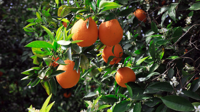 Portakal fiyatı üçe katlandı