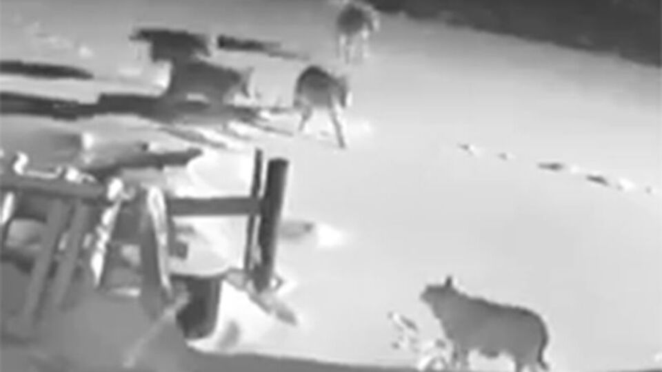 Köye inip, köpekleri parçaladılar