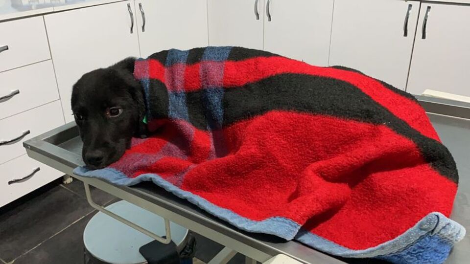 Çarptı, kaçmadı! Tedaviye götürdü